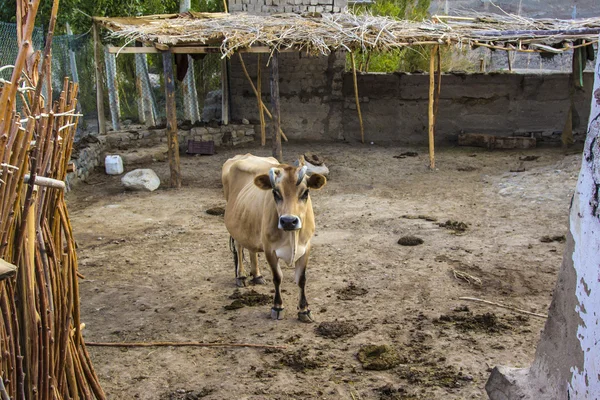 Kuh auf einem Viehhof — Stockfoto