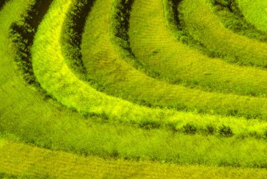 detail of rice fields near cuzco, Peru clipart