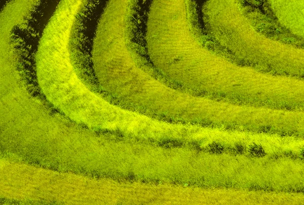 Detail of rice fields near cuzco, Peru — Stock Photo, Image