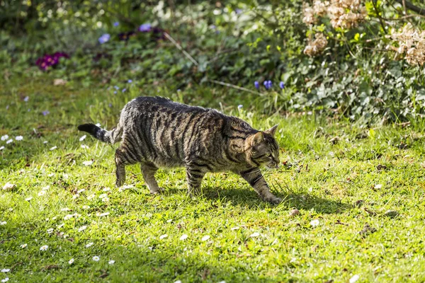 Gato hambriento caza en el jardín — Foto de Stock