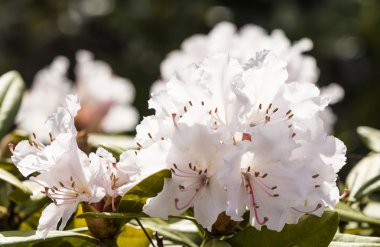 bahçede çiçek açan açelya