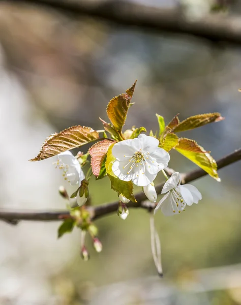 Blossoming of apple flowers in spring time with green leaves — Stock Photo, Image