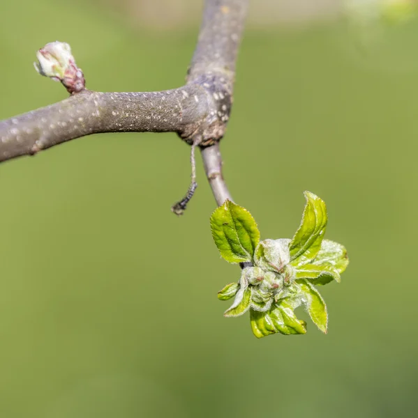 Blüte der Apfelblüten im Frühling mit grünen Blättern — Stockfoto