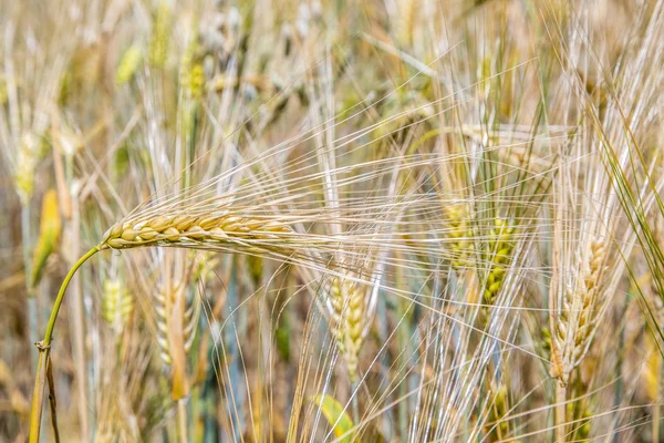 Barley ears. Hordeum vulgare — Stock Photo, Image