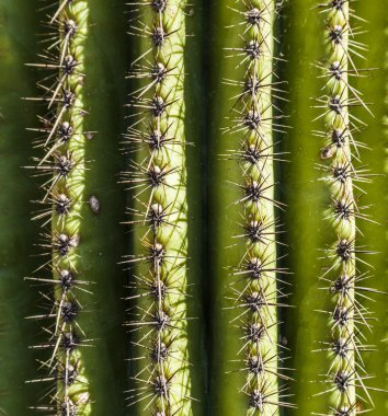 manzara güzel kaktüsler