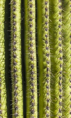 manzara güzel kaktüsler