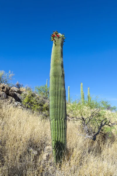 Beautiful cacti in landscape — Stock Photo, Image