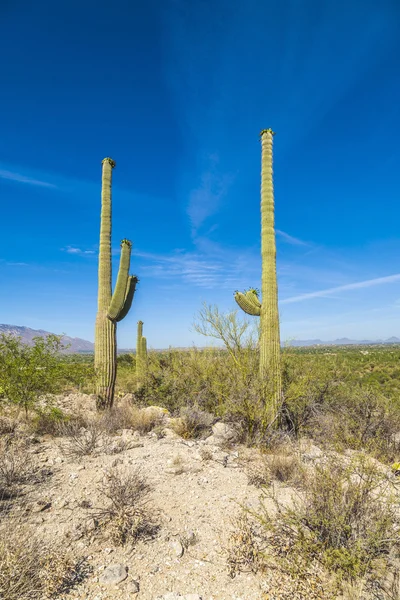 Beautiful cacti in landscape — Stock Photo, Image