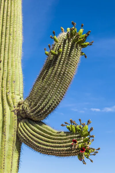 Hermosos cactus en el paisaje —  Fotos de Stock