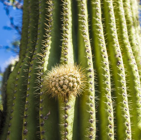 Beautiful cacti in landscape — Stock Photo, Image