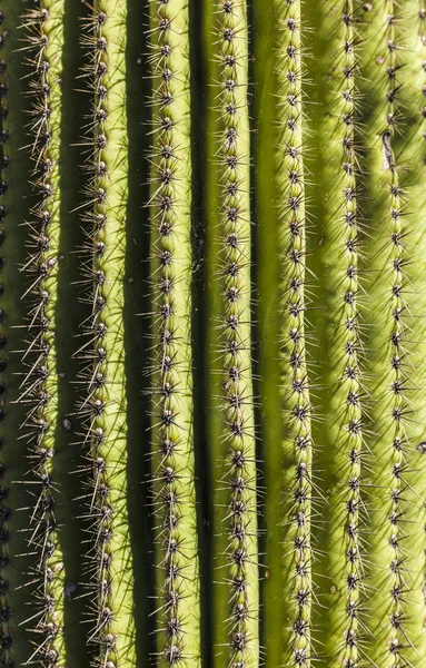 Beautiful cacti in landscape — Stock Photo, Image