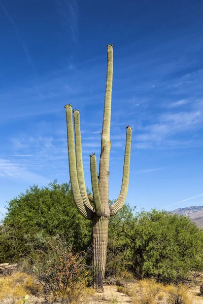 Beautiful cacti in landscape — Stock Photo, Image