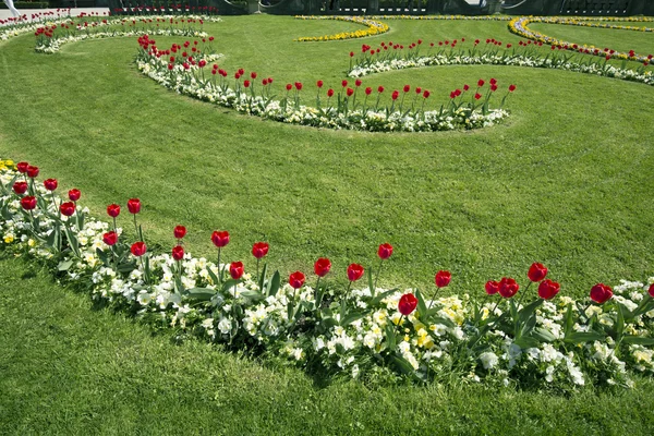 Tulipes dans le jardin baroque Mirabell — Photo