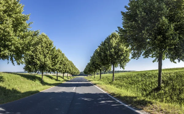 Strada di campagna che attraversa un vicolo alberato — Foto Stock