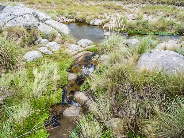 Detalj av små creek i vildmarken — Stockfoto