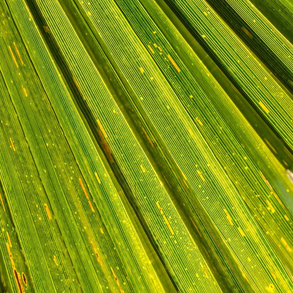 Palmeras — Foto de Stock