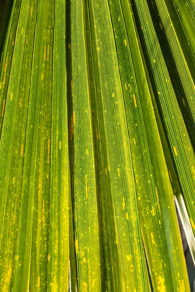 Palm trees — Stock Photo, Image