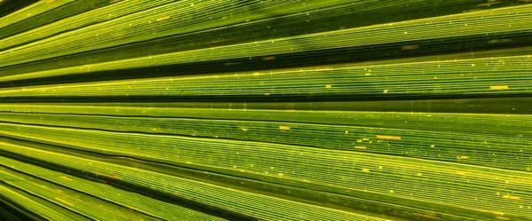 Palmbomen — Stockfoto