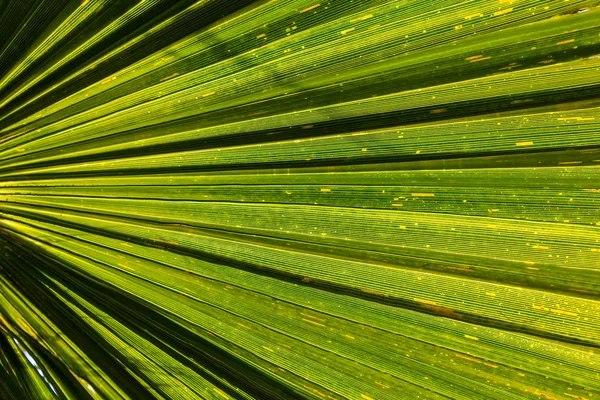 Palmbomen — Stockfoto