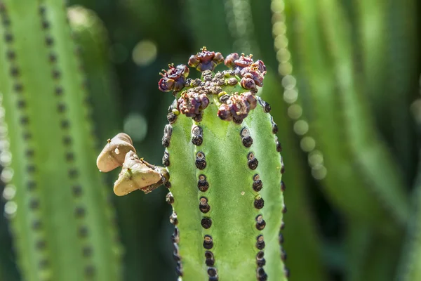 Detail of large cactus — Stock Photo, Image