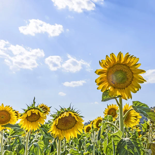 Kırsaldaki ayçiçeği tarlası — Stok fotoğraf