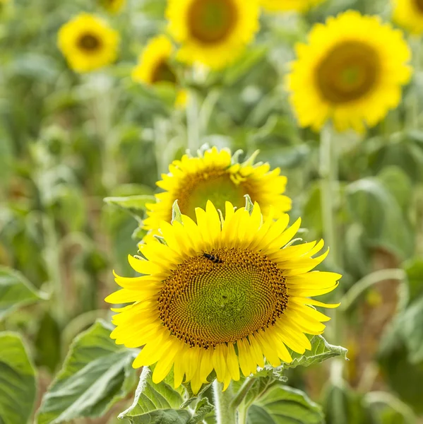 Solrosfält på landet — Stockfoto