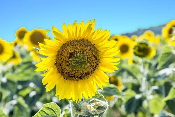 Solrosfält på landet — Stockfoto