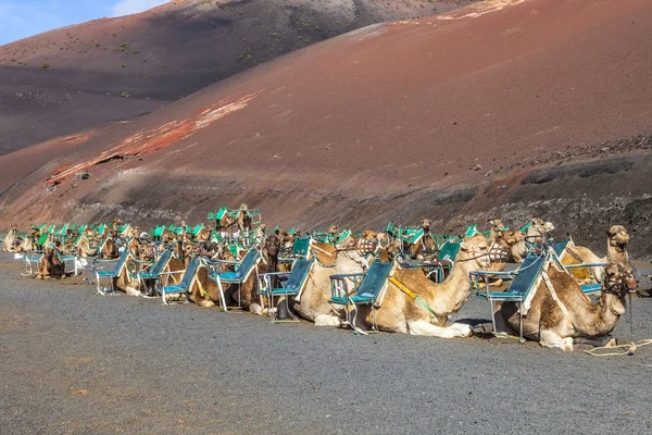 Chameaux au parc national de Timanfaya attendent les touristes — Photo