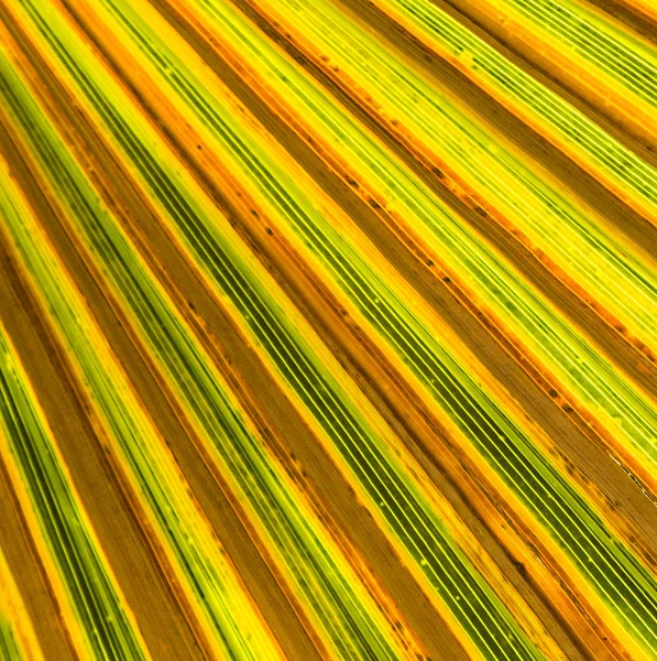 Palm trees — Stock Photo, Image