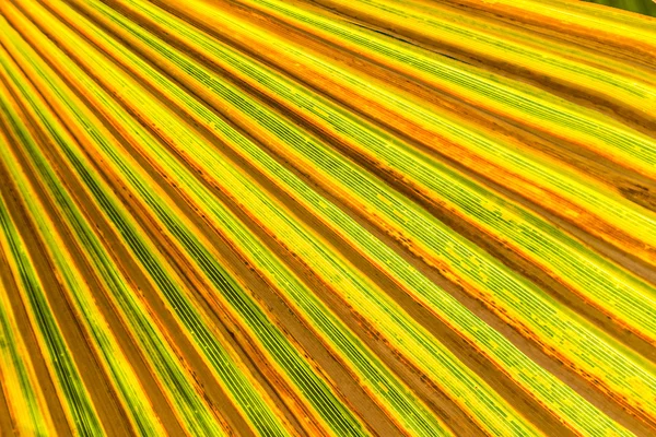 Palm trees — Stock Photo, Image