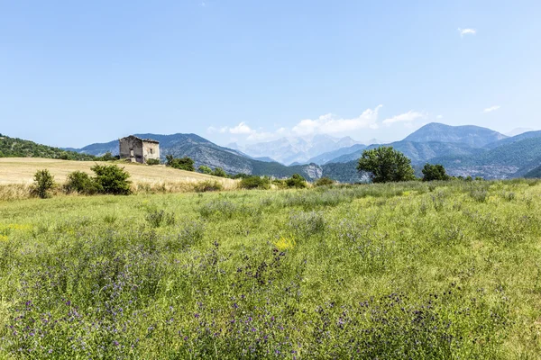 Landscape in the Provence with view to the Alps — Stock Photo, Image