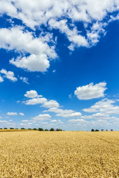 Золотая спелая пшеница на фоне голубого неба — стоковое фото