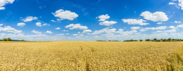 Gyllene, moget vete mot blå himmel bakgrund — Stockfoto