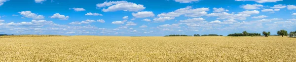 Golden wheat against blue sky background — Zdjęcie stockowe