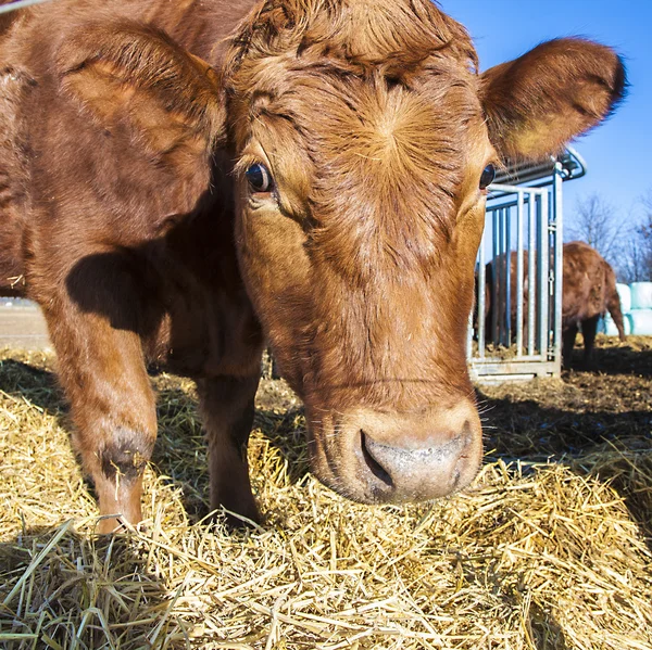 Přátelský skot na slámě s modrou oblohou — Stock fotografie