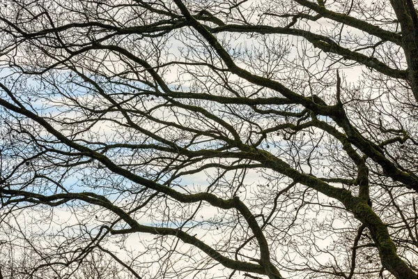 Kroon van de bomen met blauwe hemel — Stockfoto