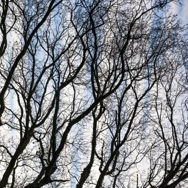 Mavi gökyüzü ile ağaçların taç