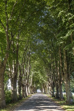 sokak eski meşe ağaçları ve Usedom eski yol