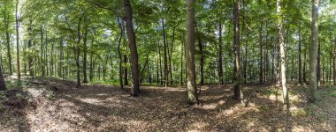 Usedom adasında, vahşi orman