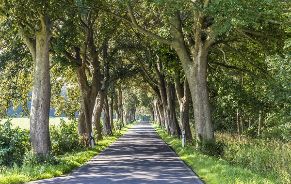 Ruelle avec vieux chênes et vieille route à Usedom — Photo