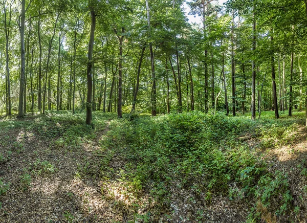 Divoký les na ostrově Usedom — Stock fotografie