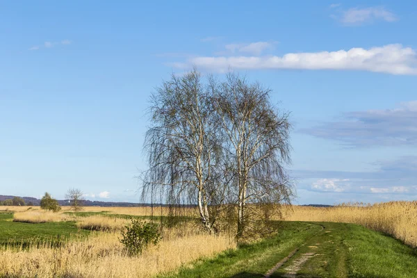 Paisagem rural com campos e árvores em Usedom — Fotografia de Stock