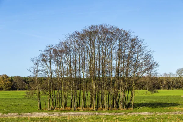 Rural landscape with fields and trees in Usedom — Stock Photo, Image