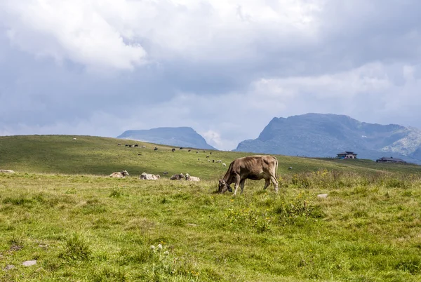 Vaches broutant dans la prairie au col Rolle — Photo