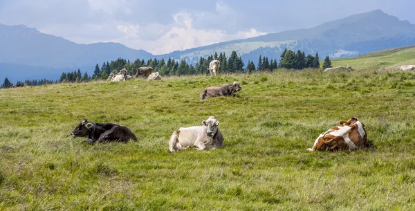 Cows grazing at the meadow at Rolle Pass — Stock Photo, Image