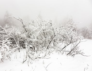 Çam ağaçlarının bir blizzard önünde karda  