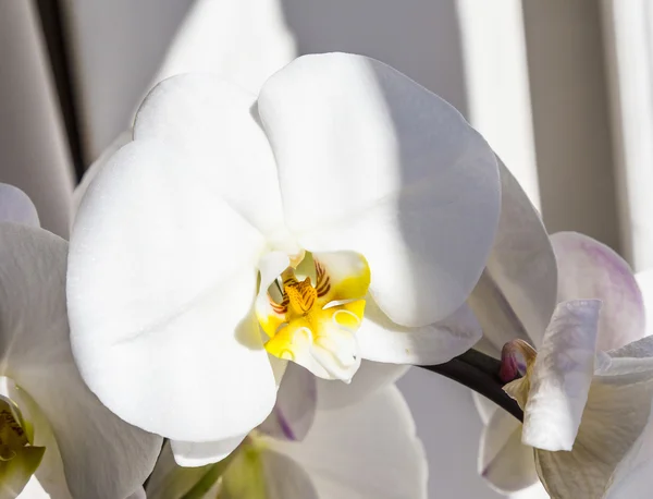 Flores de orquídea brancaFlores de orquídea branca — Fotografia de Stock