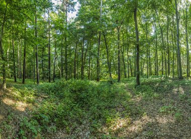 Usedom adasında eski vahşi orman