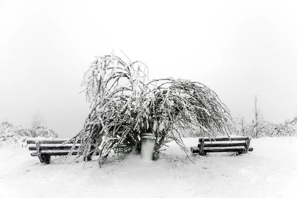 Çam ağaçlarının bir blizzard önünde karda — Stok fotoğraf