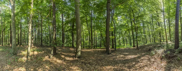 Oude wilde bos op het eiland Usedom — Stockfoto